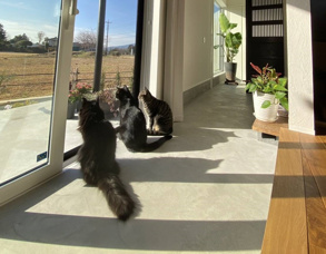 住み替えするなら【ペットと暮らす憧れの家！】の画像