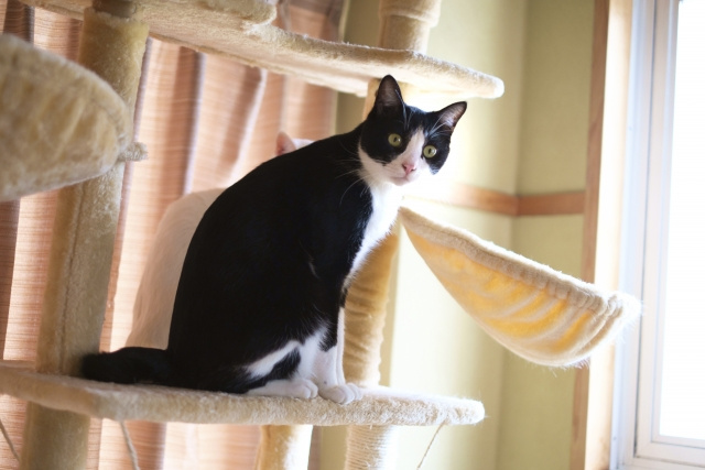 ペットを飼っているマンションの査定額を下げないための注意点をご紹介！の画像
