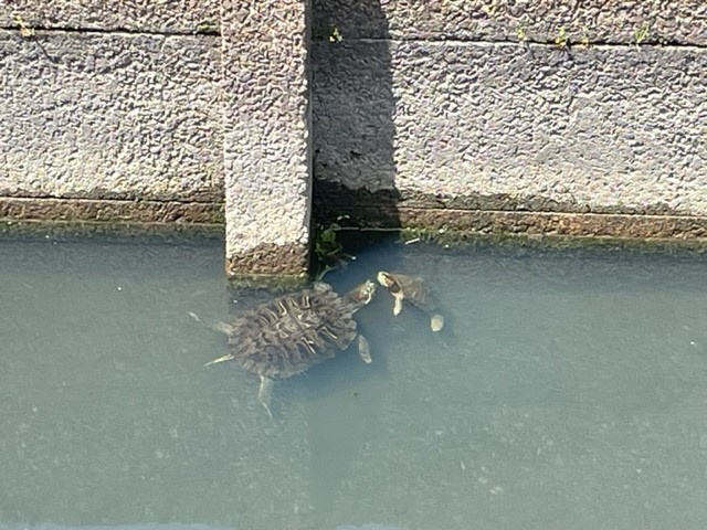 【あま市の不動産売却】かめの画像