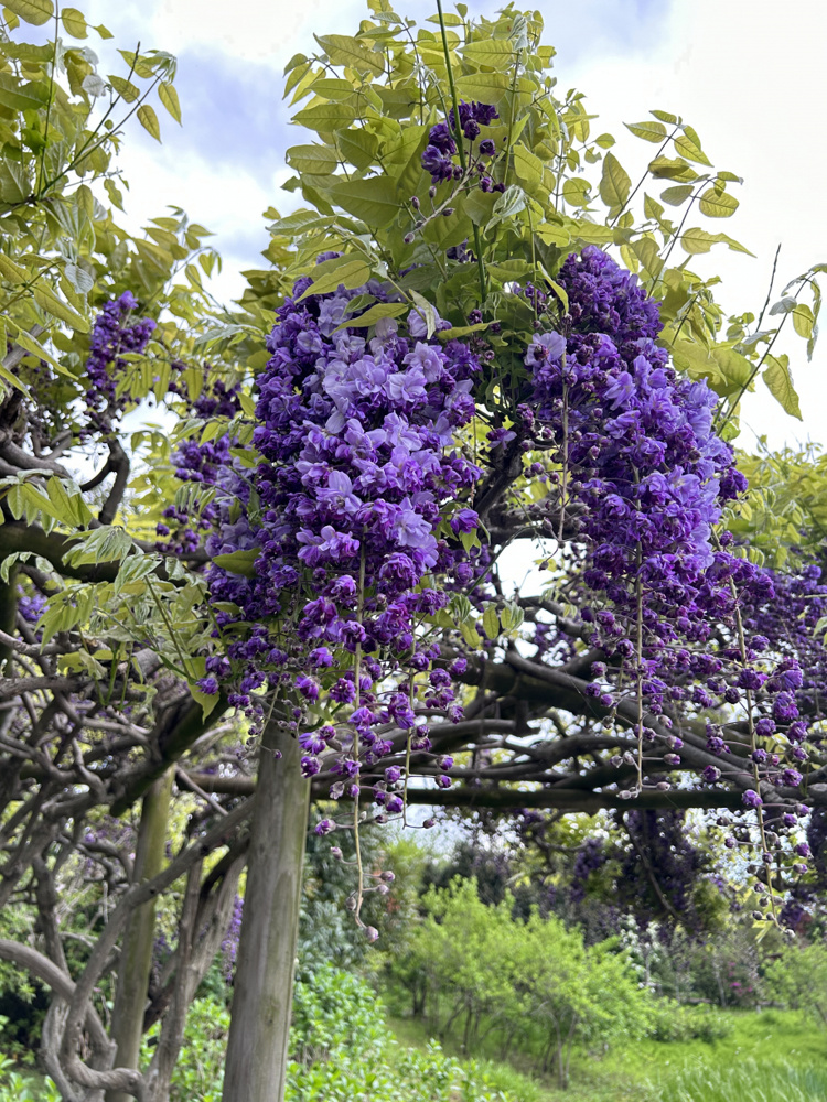 清水公園「花ファンタジア」の画像