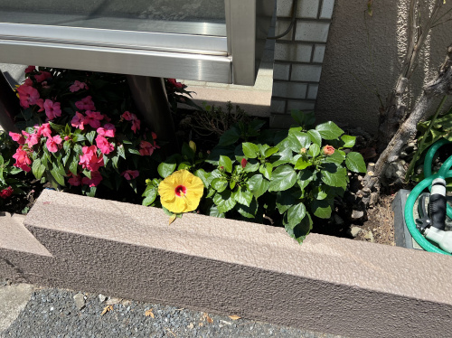 夏に向けての画像