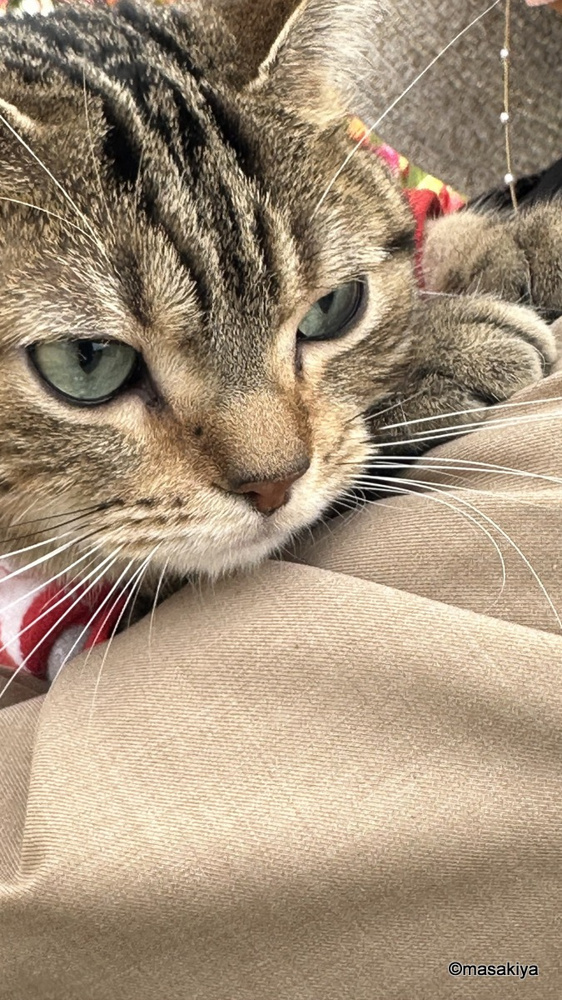 ネコとチューリップまつりの画像