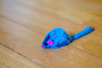 【2025年版】賃貸物件でのネズミ駆除方法は？費用負担や引っ越し費用請求についてご紹介の画像