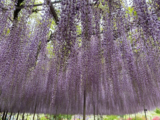 満開でした!の画像