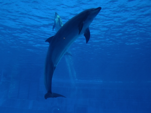 香川県綾歌郡宇多津町にある「四国水族館」の概要と楽しみ方をご紹介！の画像