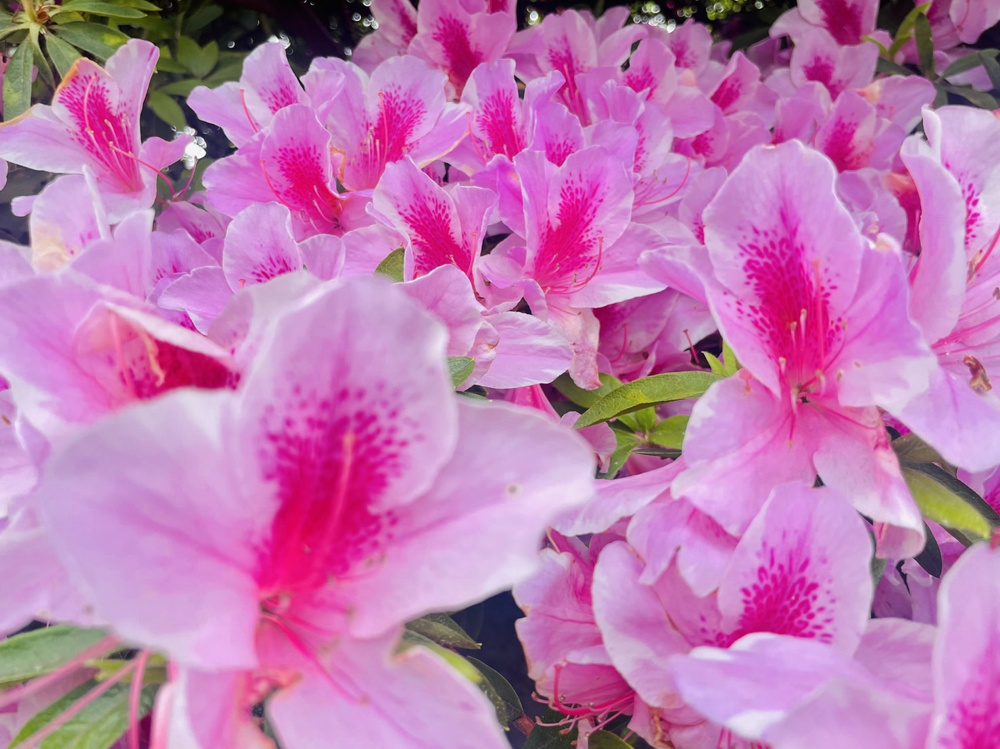 【葉山】花の木公園【名所】の画像