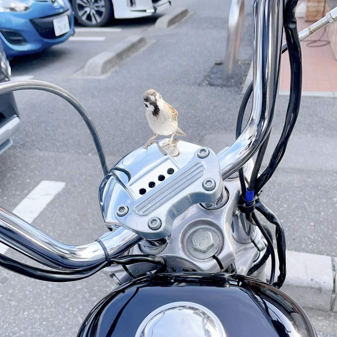 なつっこいスズメに遭遇！の画像