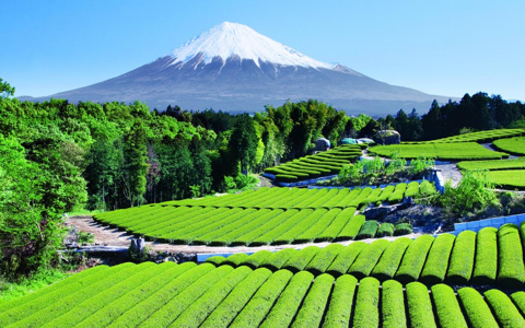 富士山と茶畑