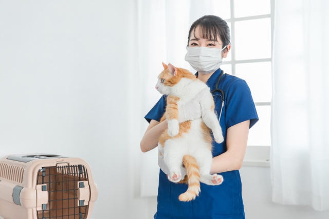 代田橋駅周辺におすすめの動物病院はある？おすすめの理由と特徴をご紹介！の画像