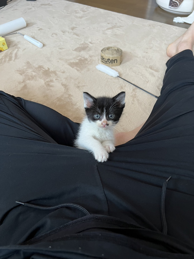 家族が増えましたの画像
