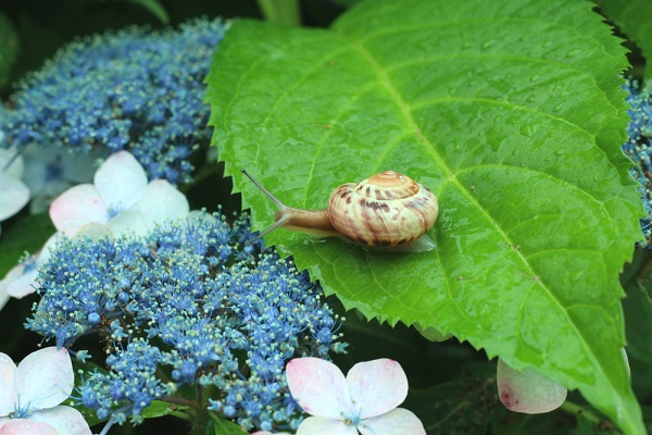 梅雨入り、、、(-_-;)の画像