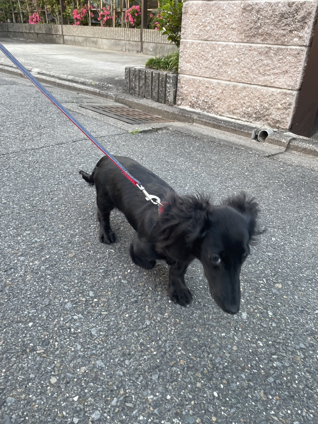 デビュー☆の画像