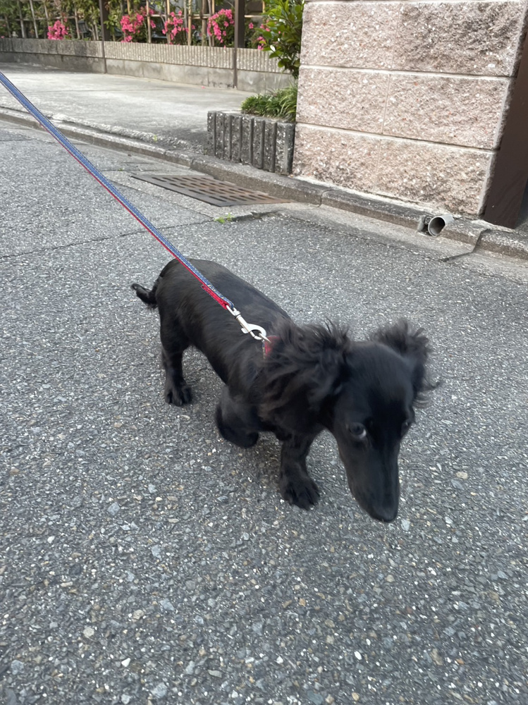 デビュー☆の画像