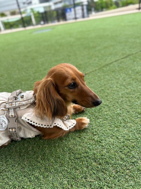 今月の田中のわんこの画像
