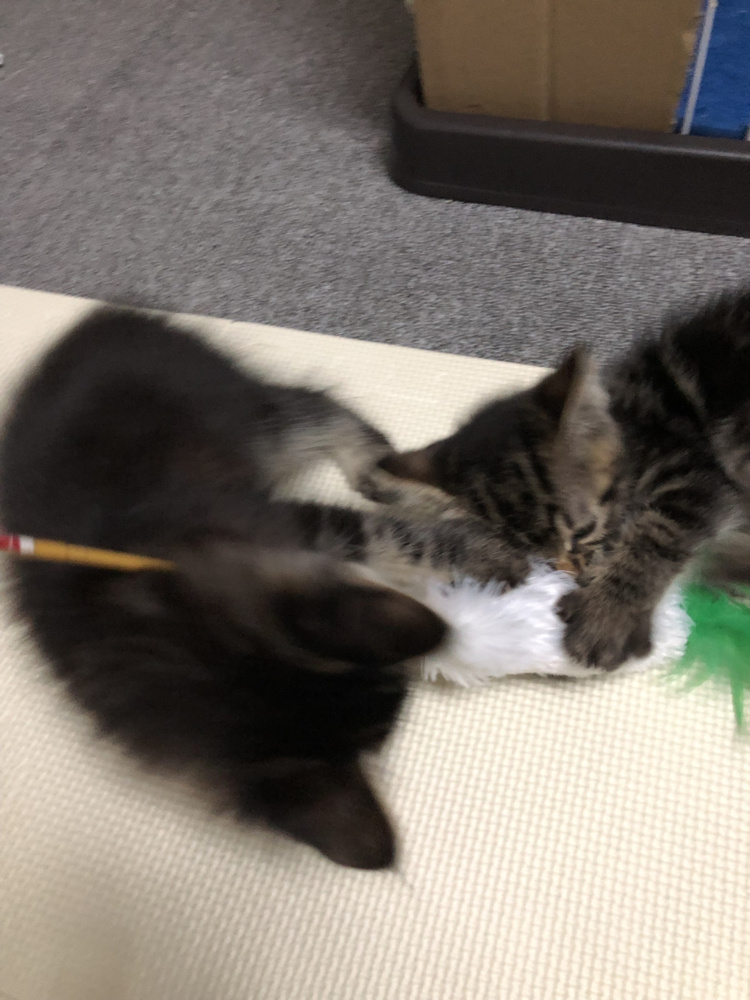 黒坂、猫を拾う。の画像