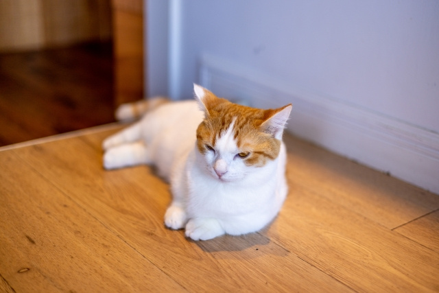 ペットを飼っていた不動産は売却できる？売却が不利な理由と対策を解説の画像