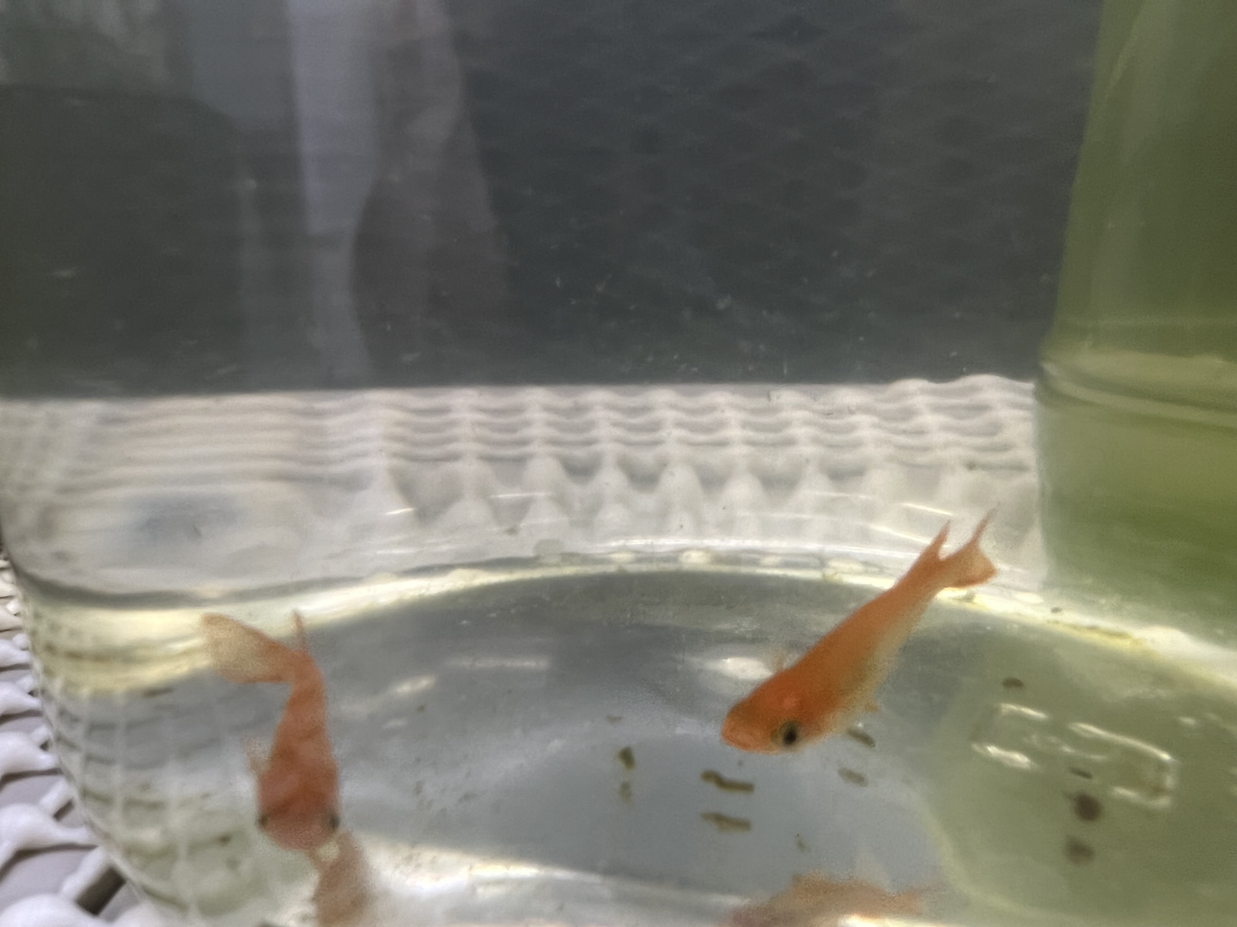 福一ハウジング空前の「メダカ」ブームの画像