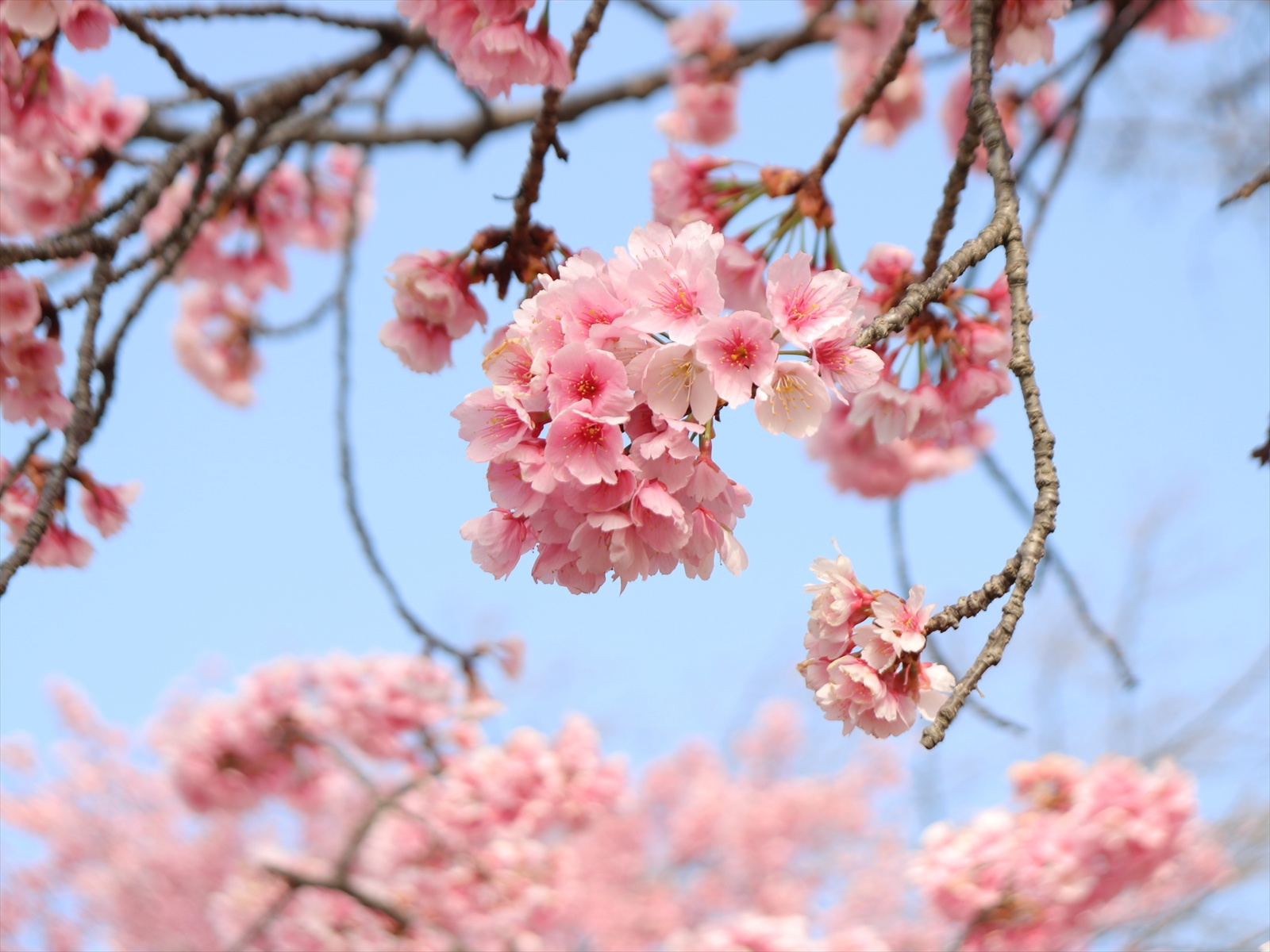 富士森公園の桜
