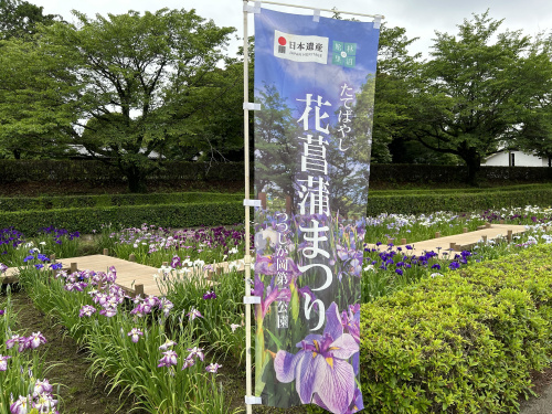 たてばやし花菖蒲まつりの画像
