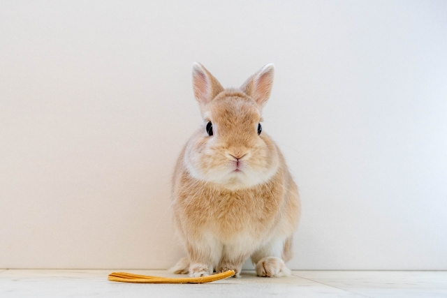 明大前駅周辺にある明大前動物愛護病院の概要とサービス内容をご紹介の画像
