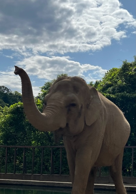動物園！！の画像