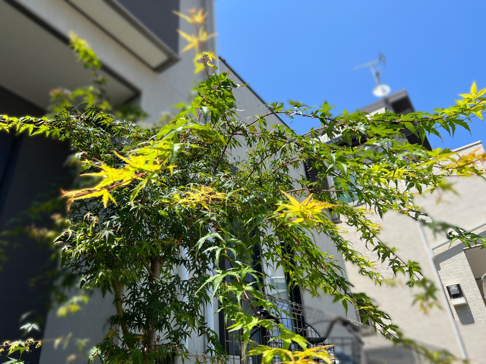 本日の今村の画像