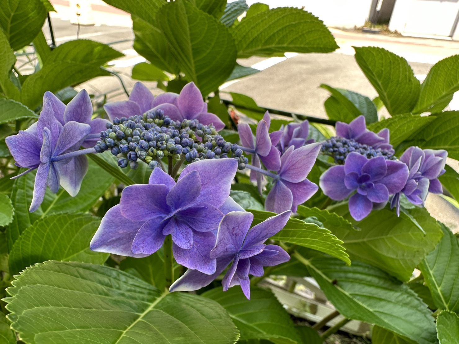 家具の引き上げ♪の画像