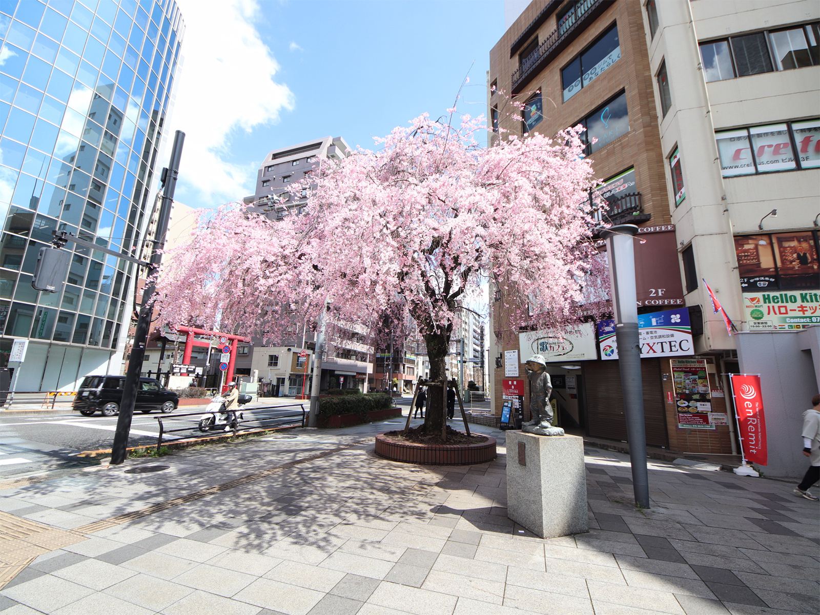 横山町のシダレザクラ