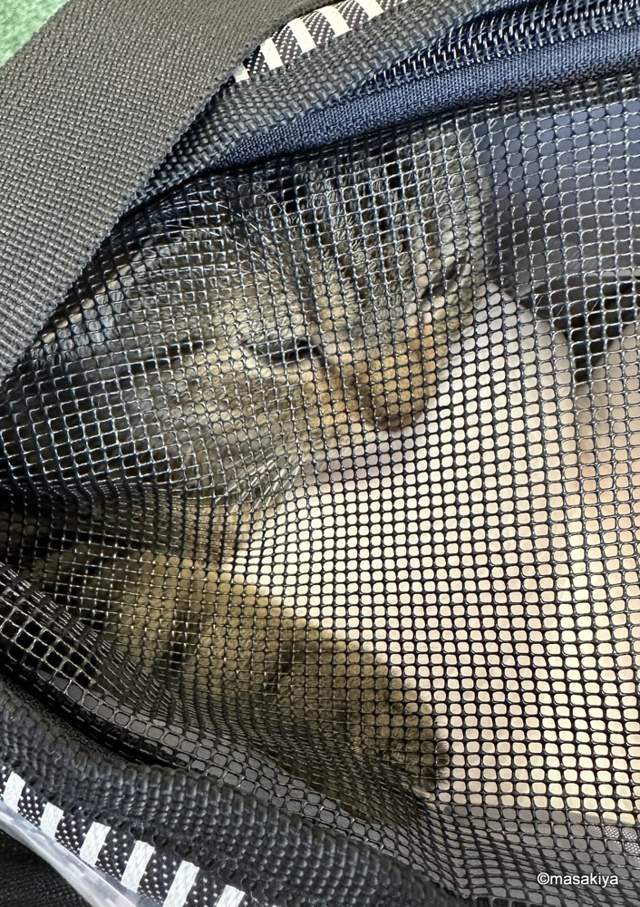 通院の画像