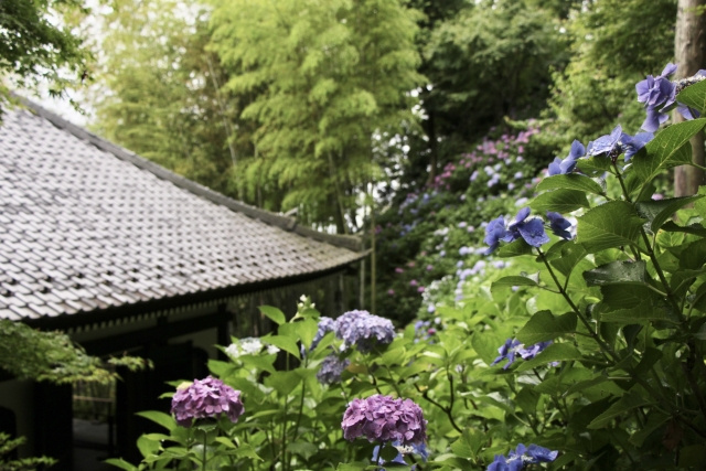 松戸市にある四季折々の風景が美しい本土寺！概要や行事などをご紹介の画像