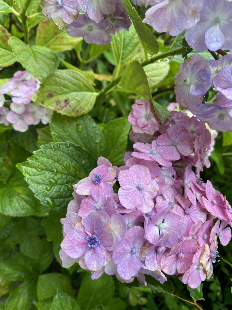 梅雨に入り…の画像