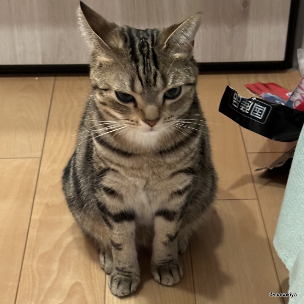 ネコ元気の画像