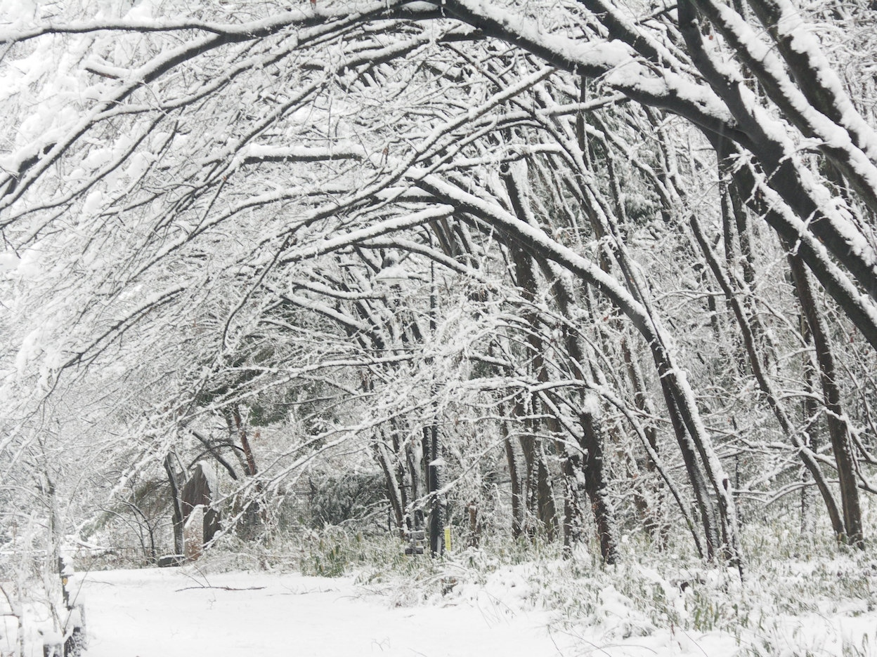 長池公園雪景色