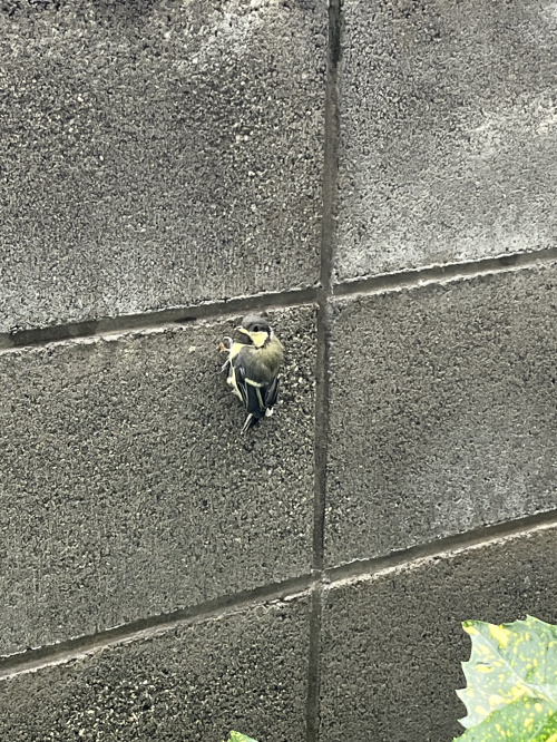 とりッ！の画像