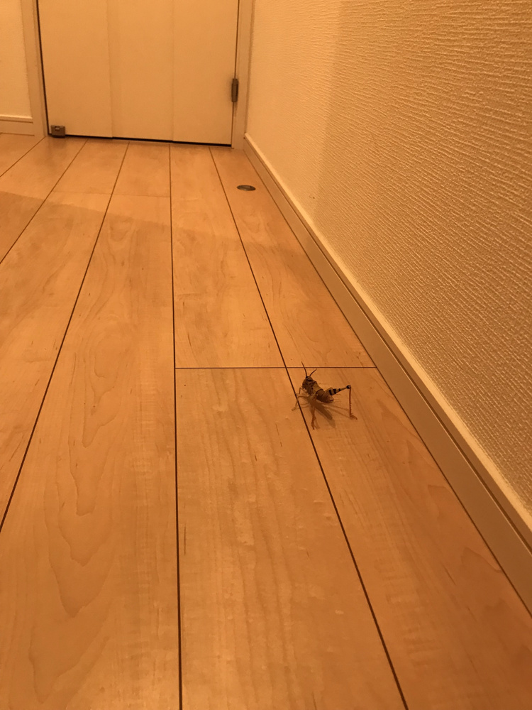 ドッキリの画像