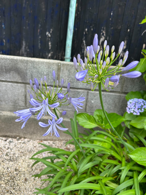 初投稿ですの画像