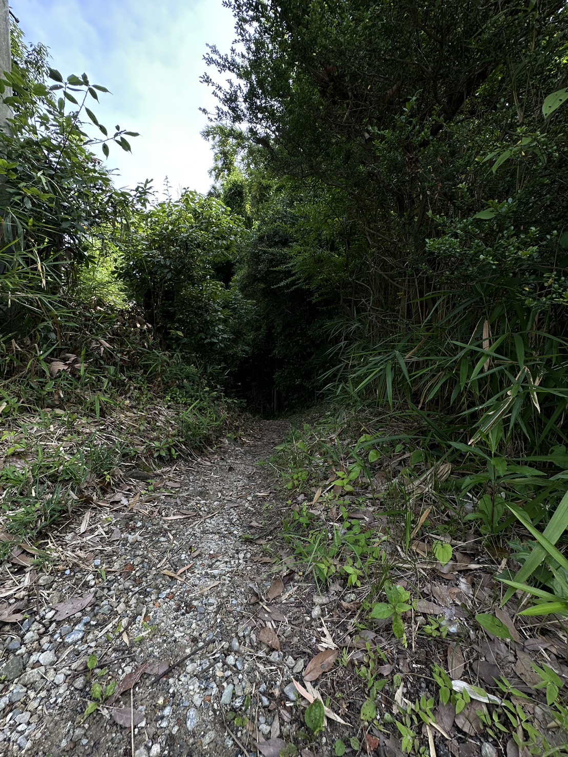 森・・・？の画像