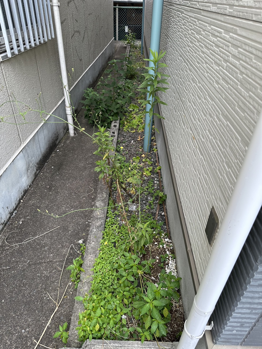 草むしりDAY(^∇^)の画像