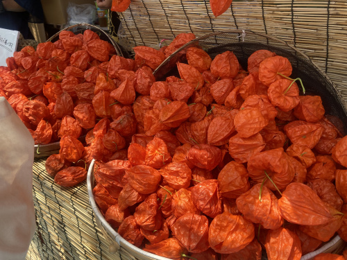 四万六千日・ほおずき市2023年