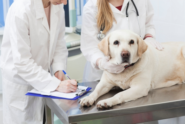 神戸市北区にある市田動物病院とは？概要や診療内容をご紹介！