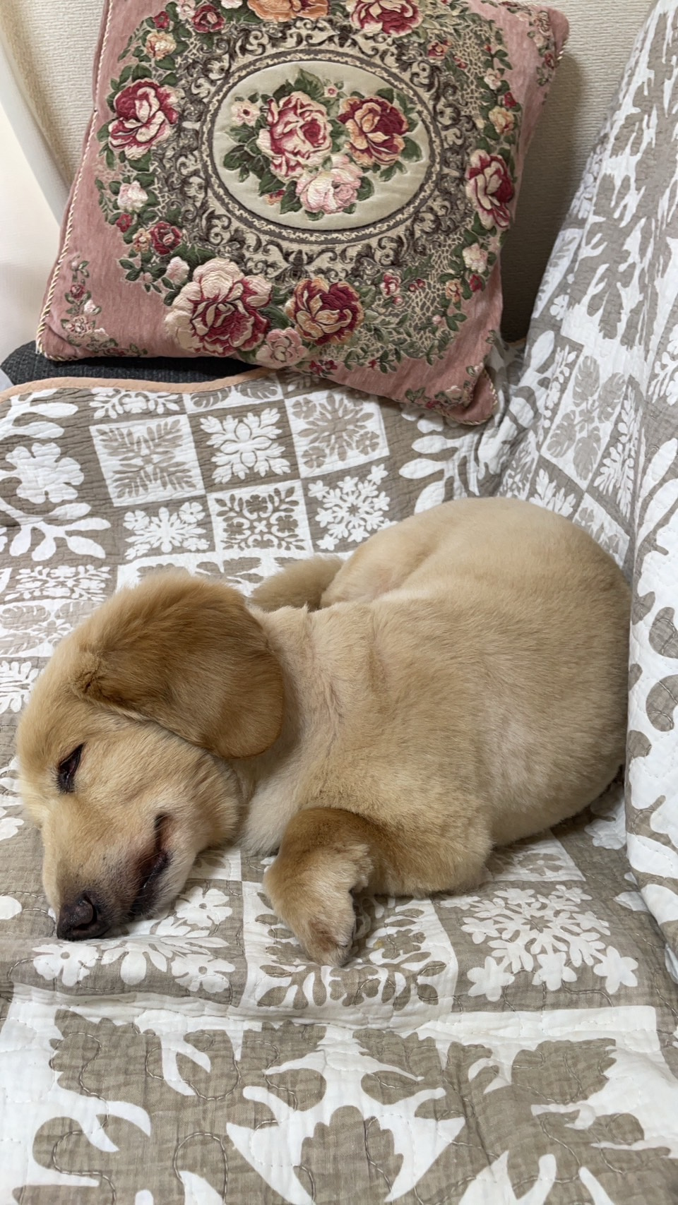 愛犬に会いにの画像