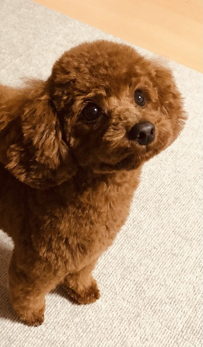 我が家の愛犬♡の画像