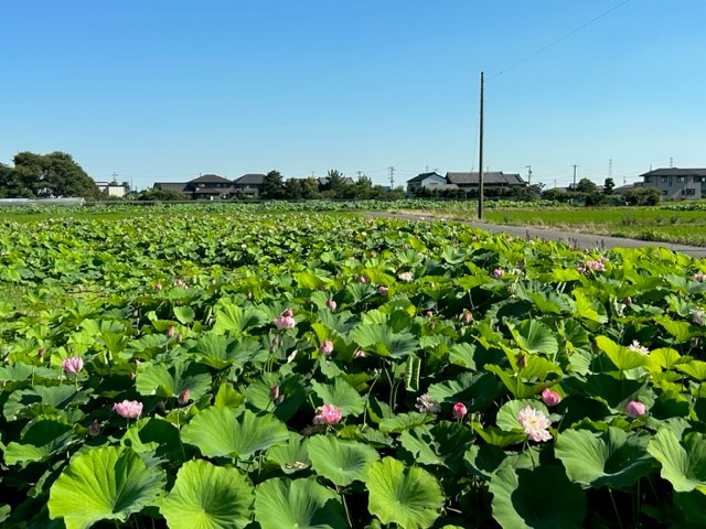 愛西市不動産売却｜レンコン畑の画像