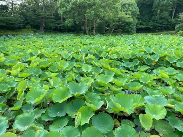 鎌倉で美味しい物巡り！の画像
