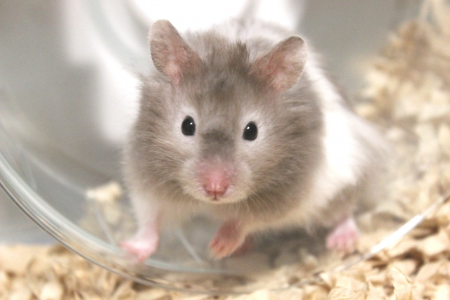 大学生の一人暮らしでペットは飼える？飼うメリットやおすすめのペットとはの画像