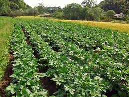 生産緑地を売却する前に！解除方法とは？の画像