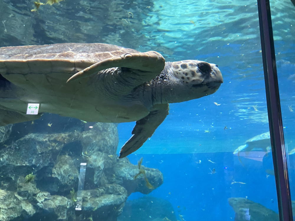 名古屋港水族館に行ってきましたの画像