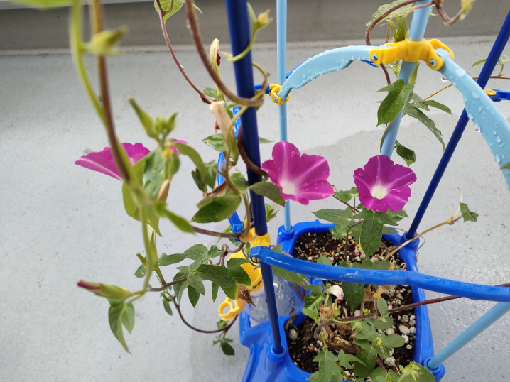 ８月１日：あさがおの観察の画像