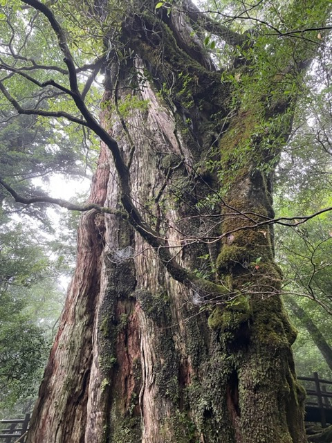 屋久島に行って参りました！！の画像