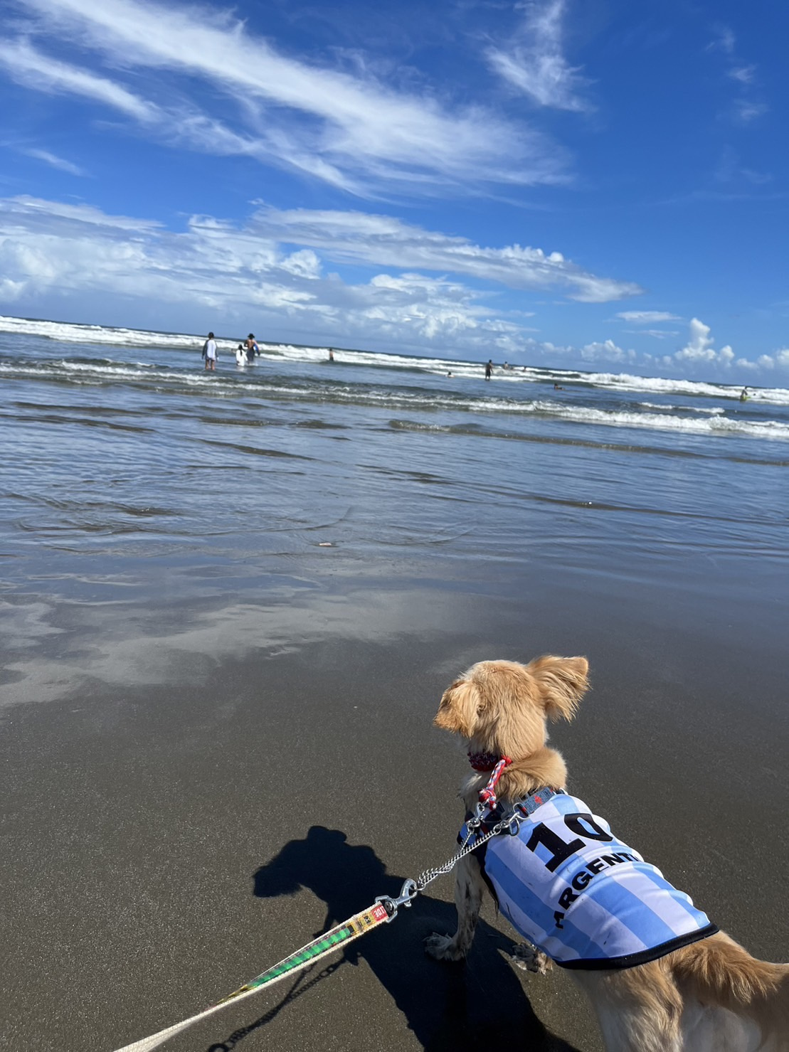 ドッグラン付きコテージ☆の画像